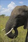 11 Grazing Elephant